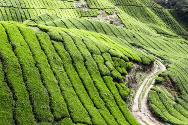 Cameron Highlands Çay Çiftliği