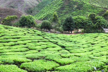 Cameron Highlands Çay Çiftliği