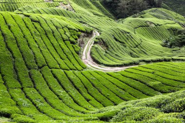 Cameron Highlands Çay Çiftliği
