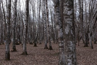 Ormanda beyaz huş ağaçları