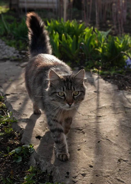 Belo Gato Fofo Livre Jardim — Fotografia de Stock