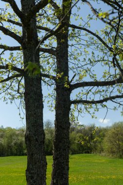 Ormanda büyüyen ağaçlar