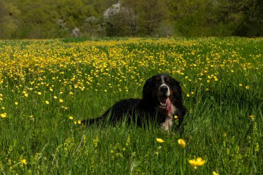 Bernese Dağ Köpeği sarı çiçeklerle çimlerin üzerinde yatıyor.