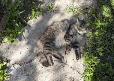 Tüylü kedi güneşte dinleniyor bahçede