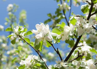 İlkbaharın sonunda çiçek açan elma ağacı