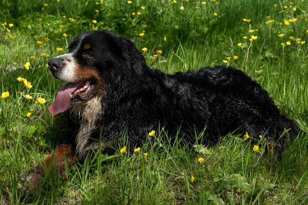 Bernese Mountain Dog Está Grama Flores Amarelas — Fotografia de Stock