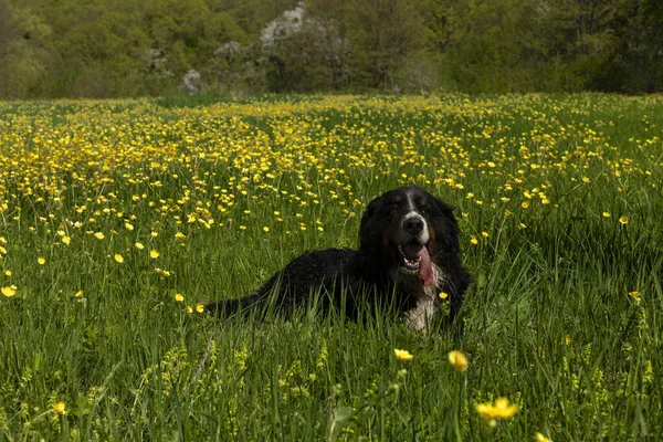Berner Sennenhund Liegt Gras Gelben Blumen — Stockfoto