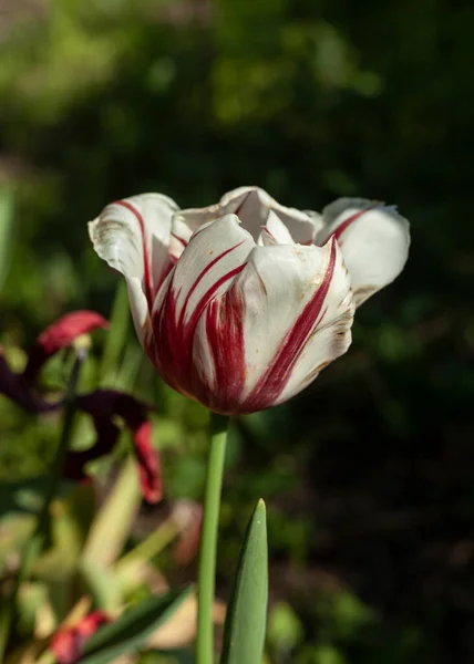 Des Tulipes Colorées Fleurissent Dans Jardin — Photo