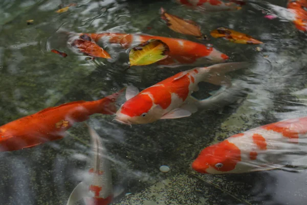 Colorful Decorative Carps Pond — Stock Photo, Image