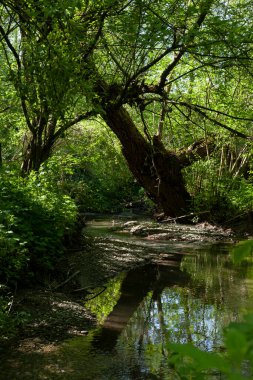 Yoğun bir yaz ormanında ağaçlar