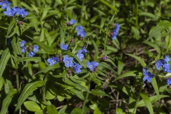 Bright Blue Flowers Growing Forest — Stock Photo, Image