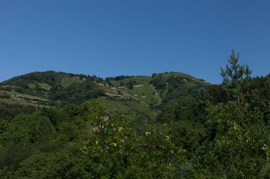 Ormandaki güzel yaz manzarası