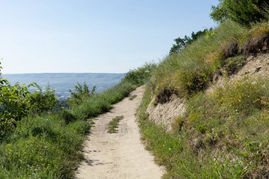 Orman yolu güneşli bir yaz gününde