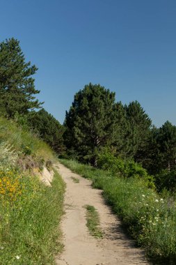 Orman yolu güneşli bir yaz gününde