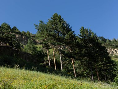 Ulusal parkta kozalaklı ağaçlar