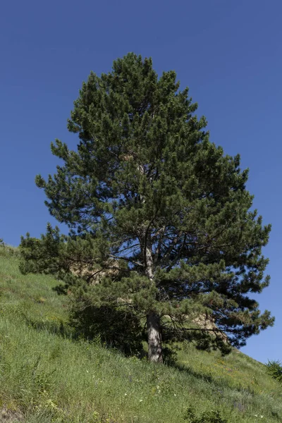 Ulusal parkta kozalaklı ağaçlar