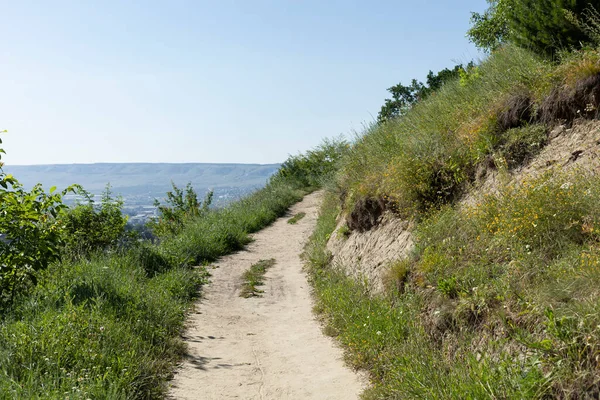Orman yolu güneşli bir yaz gününde