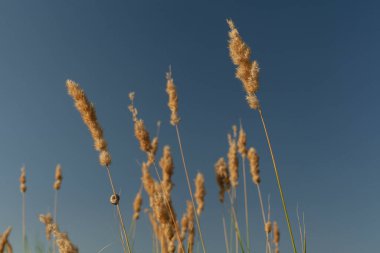 Mavi gökyüzüne karşı altın kulaklar
