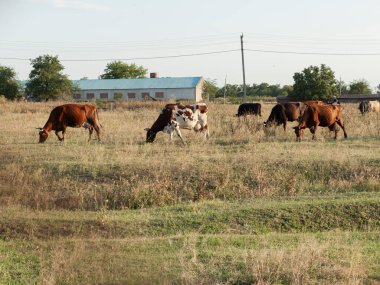 Akşamları otlayan inek sürüsü