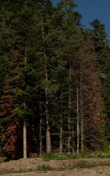 침엽수림 — 스톡 사진