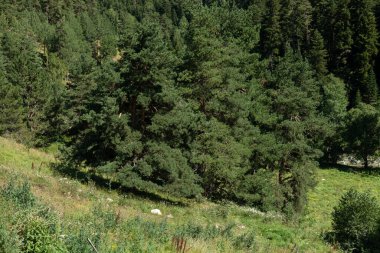 Güneşli bir günde kozalaklı orman