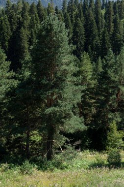 Güneşli bir günde kozalaklı orman