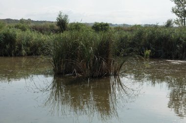 Gölde büyüyen sazlıklar