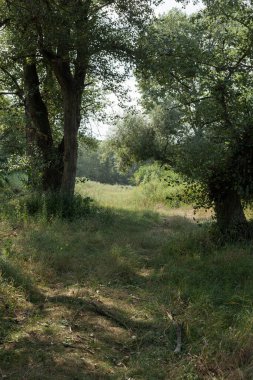 Yazın ormandaki ağaçlar