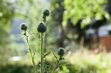 Güneşin altında güzel orman bitkileri