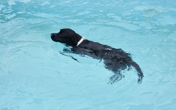 Grande Cão Preto Nada Piscina Verão — Fotografia de Stock