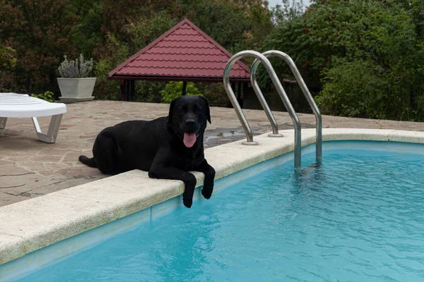 Labrador Retriever Descansando Beira Piscina — Fotografia de Stock