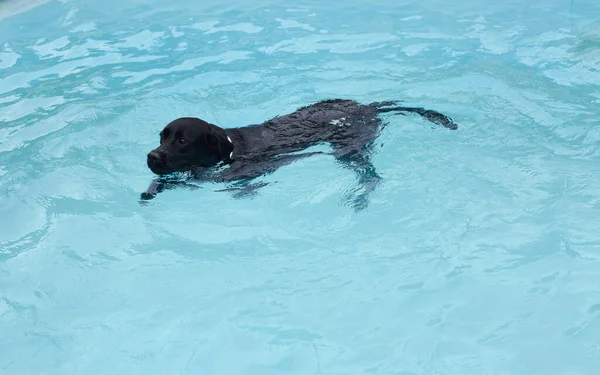 Большая Черная Собака Плавает Бассейне Летом — стоковое фото