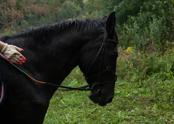 Cavalo Preto Equipamento Equitação — Fotografia de Stock