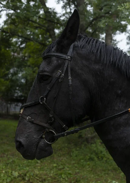 Cavalo Preto Equipamento Equitação — Fotografia de Stock