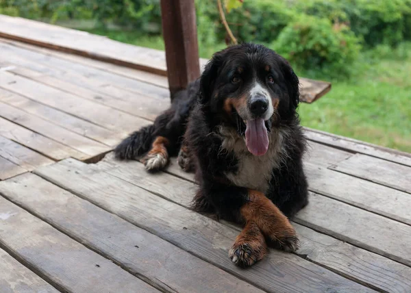 Grande Cão Descansando Terraço — Fotografia de Stock