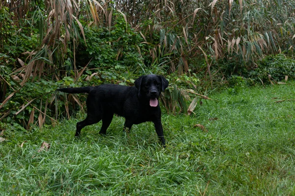 Preto Labrador Caça Outono — Fotografia de Stock