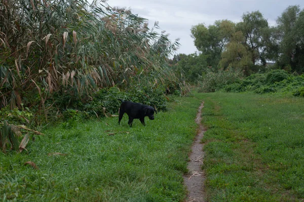 Schwarzer Labrador Jagt Herbst — Stockfoto