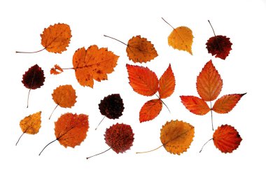 Turuncu-sarı sonbahar yaprakları beyaz arka planda izole edilir. Güzel altın yapraklar beyazlar içinde.