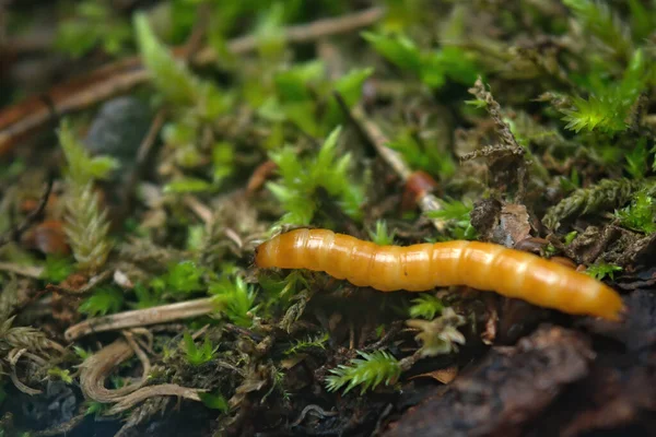 Wireworm Lárvái Agriotes Egy Faj Bogár Családjából Elateridae Közismert Nevén Stock Kép