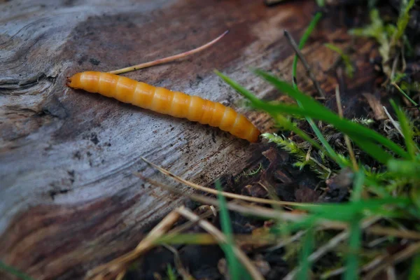 Wireworm Larvae Agriotes Una Especie Coleóptero Familia Elateridae Comúnmente Conocido —  Fotos de Stock