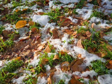 Yeşil çimlere düşen ilk kar renkli sonbahar yapraklarıyla kaplıdır..
