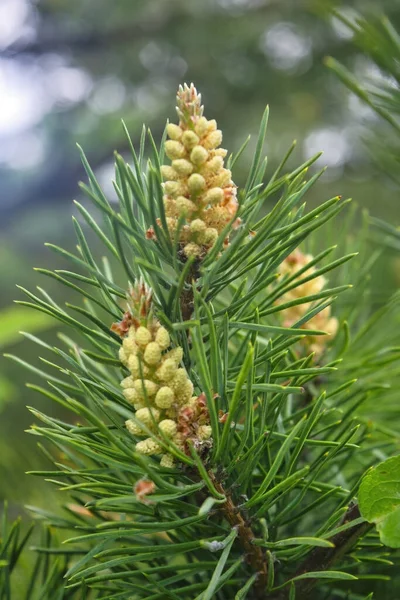 Pinheiro Montanha Verde Closeup Com Cones Jovens Fundo Floresta Colorida — Fotografia de Stock