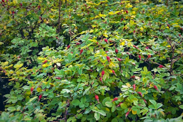 犬バラの果実のクローズアップ 犬は果物を育てた ローザ カニーナ 自然の中で野生のバラ — ストック写真