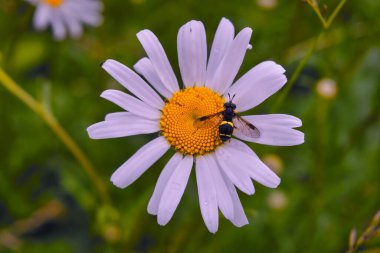 Bulanık yeşil bir arka planda, papatya çiçeğinin üzerinde uçan bir sinek..