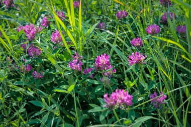 Yonca çiçeği tarlası. Yeşil yaz tarlalarında taze pembe bir Yonca. Yeşil arkaplanda çayır yoncası.