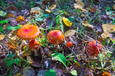 Fly Agaric Mantar, psikoaktif bazidiyomicete mantarı ve yenilemez zehirli mantardır..