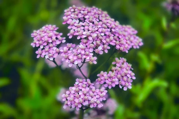 Achillea Millefolium Известный Яровик Дикий Цветок Ахиллея Миллефолиумная Розовые Цветки — стоковое фото