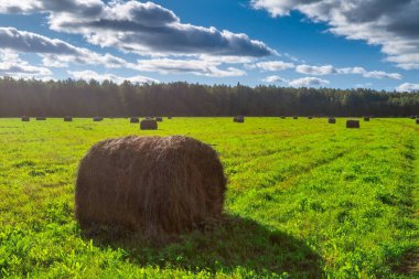 Kırsal alan, ormanın ve gökyüzünün arka planında çayırları biçiyordu. Sonbaharın başı.