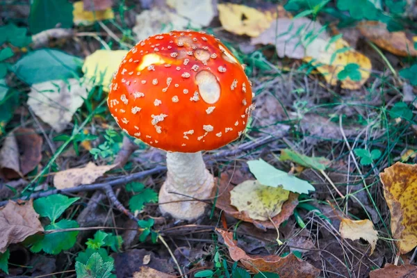 Отруйний гриб аманіта мускарія росте в осінньому лісі.. — стокове фото