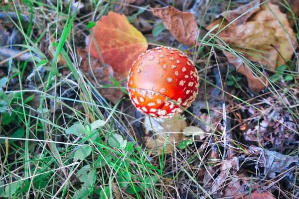 Fliegenpilz Ist Ein Psychoaktiver Basidiomycete Pilz Und Ungenießbarer Giftpilz — Stockfoto